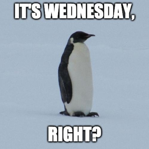 Good Morning - Happy Wednesday Memes Funny