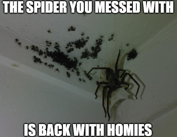 Funny Spider Memes