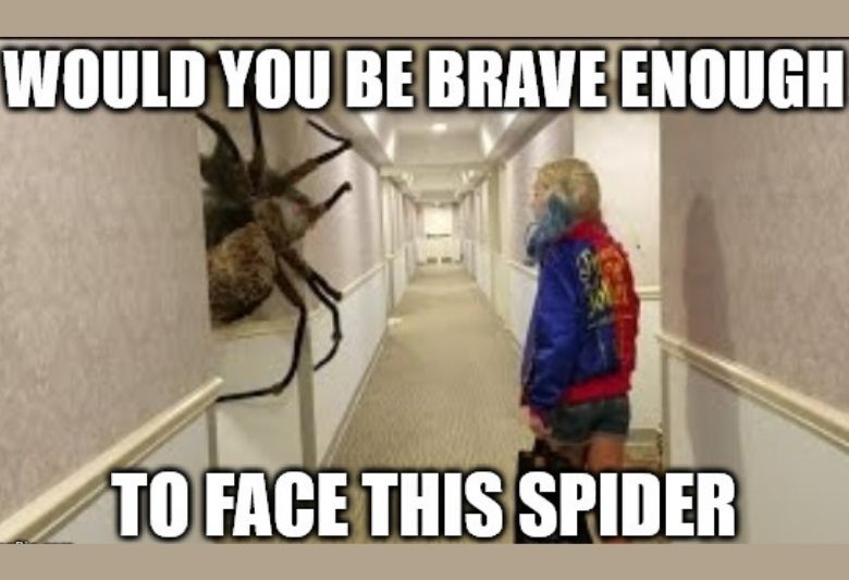 25+ Hilarious Spider Memes That are Actually Sticky