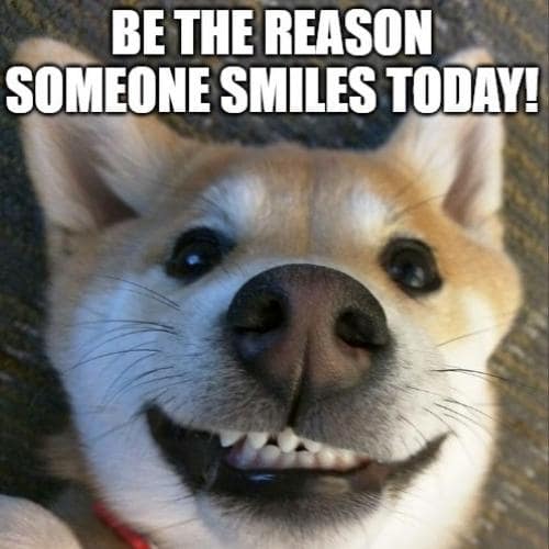 Smiling Dog Memes
