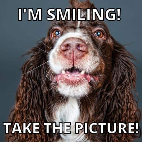 Smiling Dog Memes