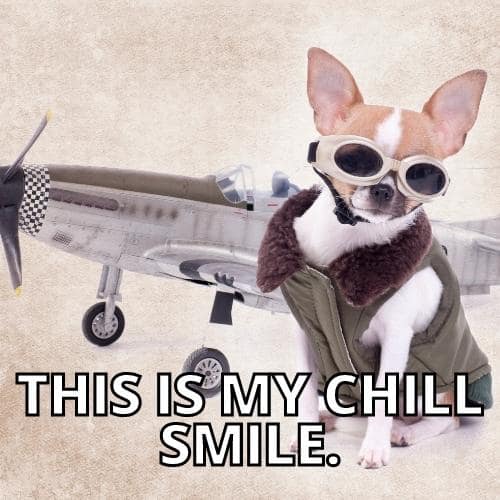 Funny Smiling Dog Memes