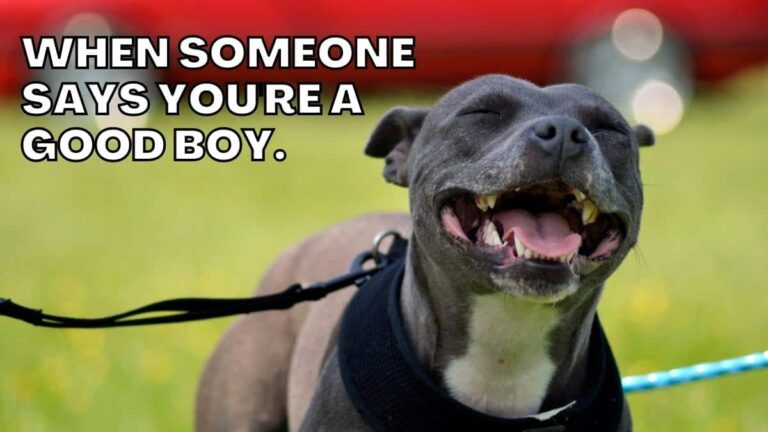 50+ Paww-dorable Smiling Dog Memes to Light Up Your Day