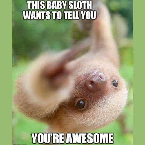 you are awesome memes animal