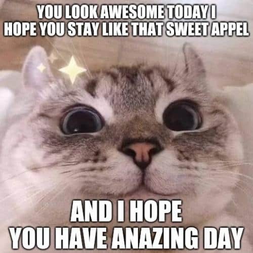you are awesome memes cat