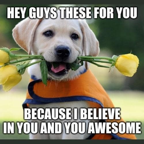 you are awesome memes dog