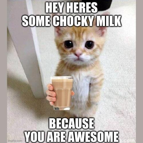 you are awesome memes cat