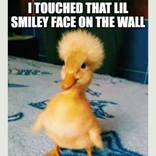 Duck Memes