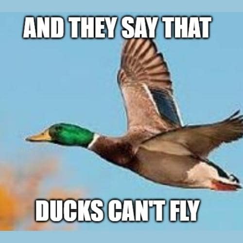 Duck Memes
