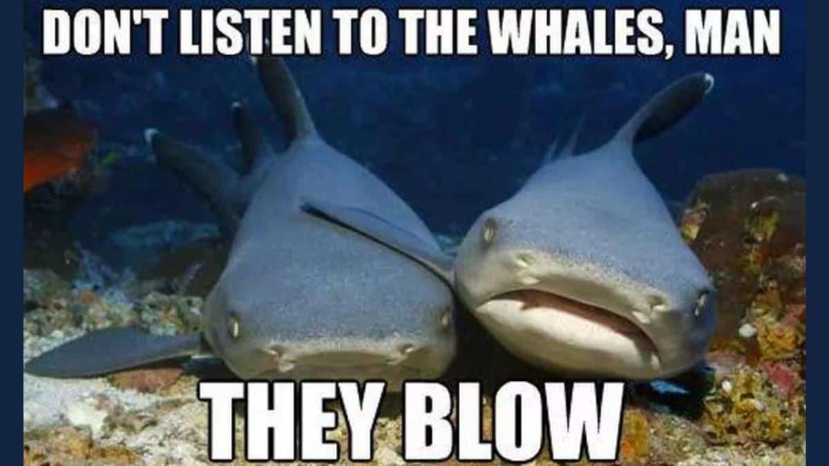 Fish Memes
