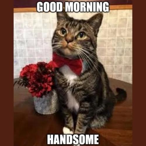 Cat Good Morning Memes For Him