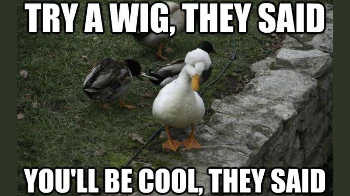 30+ Funny Duck Memes to Quack Quack All Day