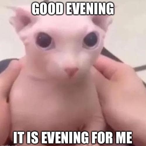 good evening memes