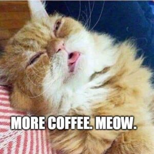 30+ Funny Sleepy Cat Memes We All Can Relate To | Puns Captions