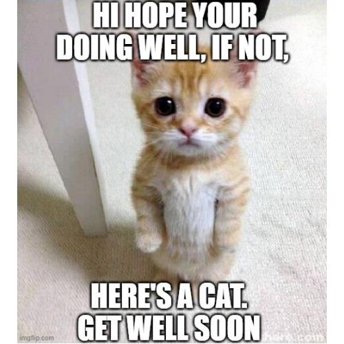 get well soon memes cat