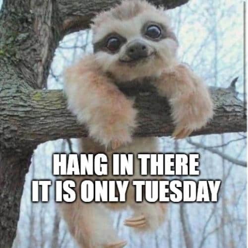 Hang in There Memes tuesday