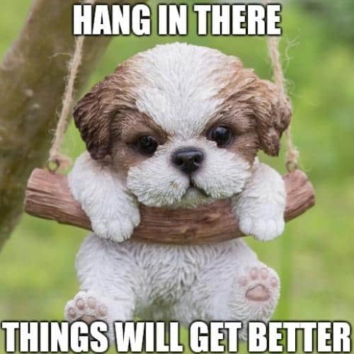 Hang in There Memes