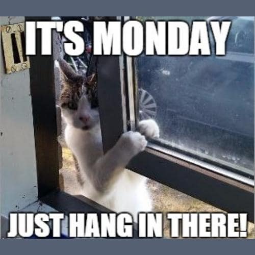 Hang in There Memes monday