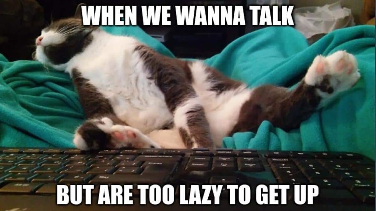 30+ Funny Sleepy Cat Memes We All Can Relate To