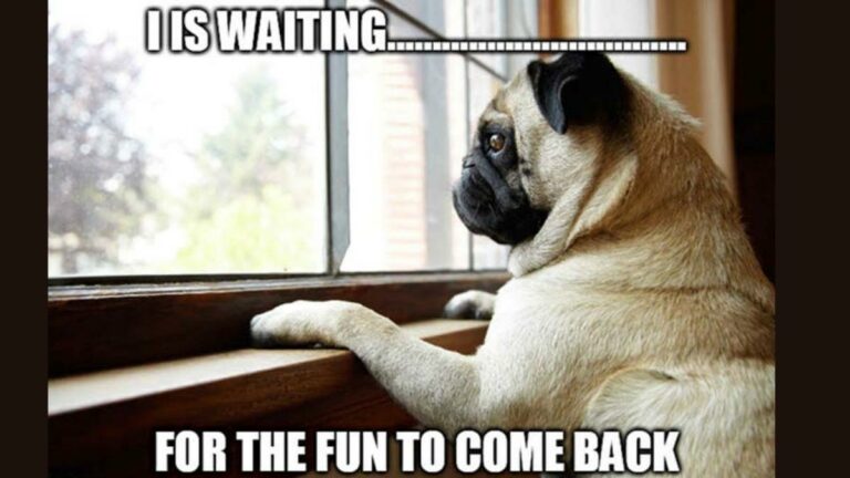 50+ Funny Waiting Memes That Will Glitter Your Day